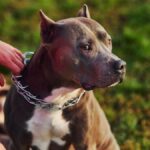 जालंधर में पिटबुल का आतंक, मालकिन पर हमला, बेटे ने किया बचाव