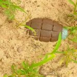 हेंड ग्रेनेड। (प्रतिकात्मक तस्वीर)